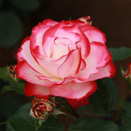 Trandafir floribunda Prince De Monaco imagine 1 articol 3654