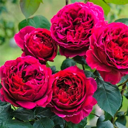 Trandafir floribunda Pure Aroma ®, C3 imagine 1 articol 2068