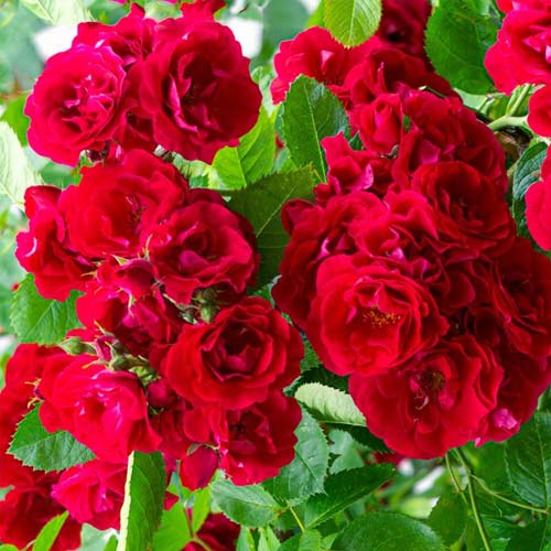 Trandafir floribunda Red Fairy, root ball imagine 1 articol 6125
