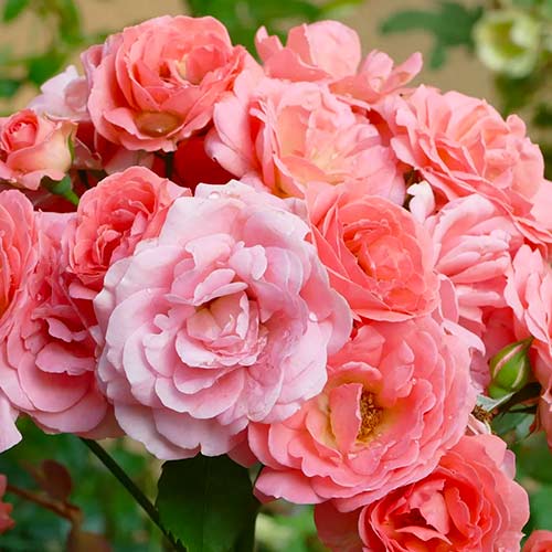 Trandafir floribunda Salmon imagine 1 articol 5883