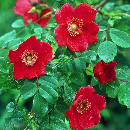 Trandafir floribunda Scarlet Winter Jewel imagine 1 articol 4981