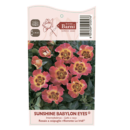 Trandafir floribunda Sunshine Babylon Eyes®, C5 imagine 3 articol 5517