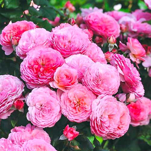 Trandafir floribunda Theo Clevers imagine 1 articol 5007