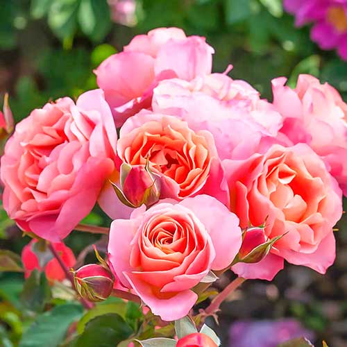 Trandafir floribunda Trendy Fashion imagine 1 articol 4982