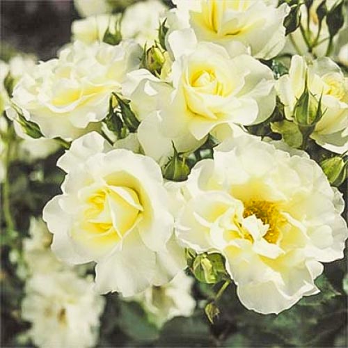 Trandafir floribunda White Meilove imagine 1 articol 4557