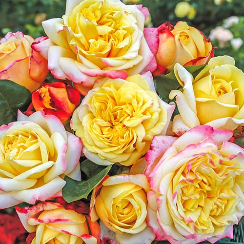 Trandafir floribunda White Pink Yellow imagine 1 articol 3614