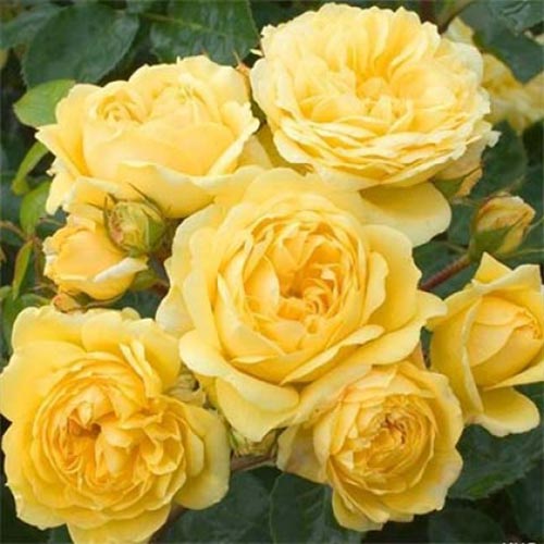 Trandafir floribunda Yellow Meilove imagine 1 articol 4558