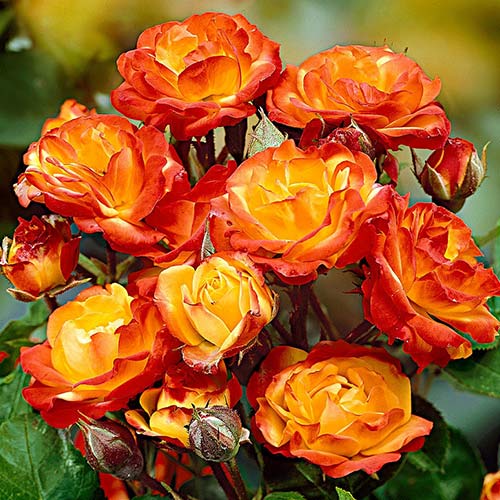 Trandafir floribunda Yellow Red imagine 1 articol 3616