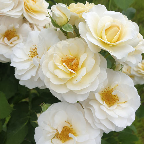 Trandafir floribunda Zorza® imagine 2 articol 6190