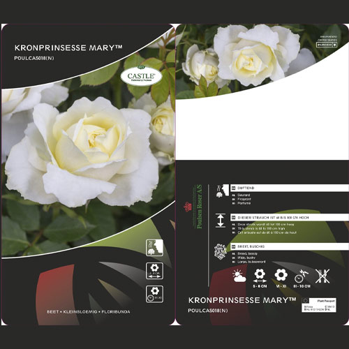 Trandafir floribunda Kronprinsesse Mary ®, С5 imagine 2 articol 4970
