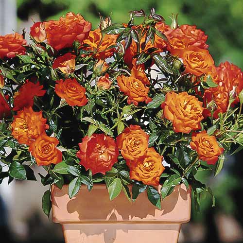 Trandafir mini Orange Jewel imagine 1 articol 6261