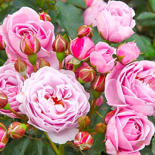 Trandafir Nautica imagine 1 articol 5705