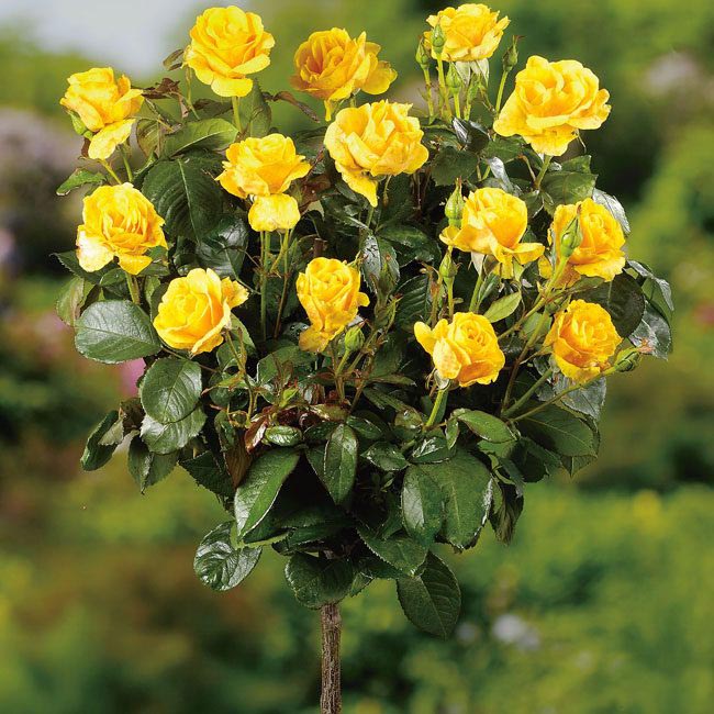 Trandafir pe tulpină înaltă Gold imagine 1 articol 2852