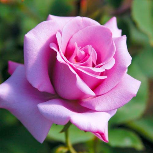 Trandafir teahibrid Blue Girl imagine 1 articol 5519