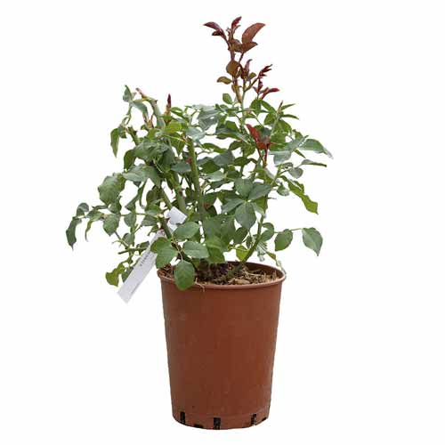 Trandafir teahibrid Blue Monday®, C5 imagine 3 articol 5528