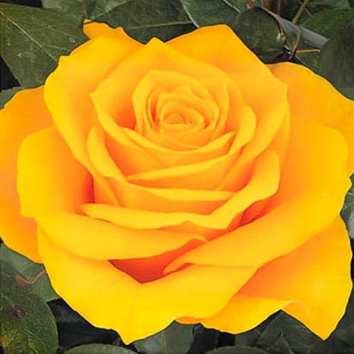 Trandafir teahibrid Buchamer imagine 1 articol 4662