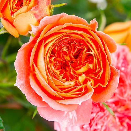 Trandafir teahibrid Carmen imagine 1 articol 5520