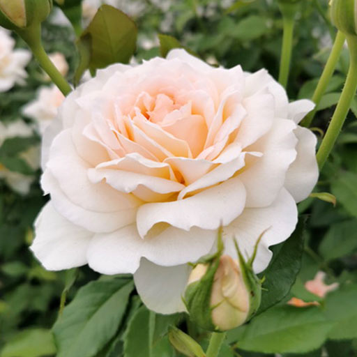 Trandafir teahibrid Chandos Beauty imagine 1 articol 4562