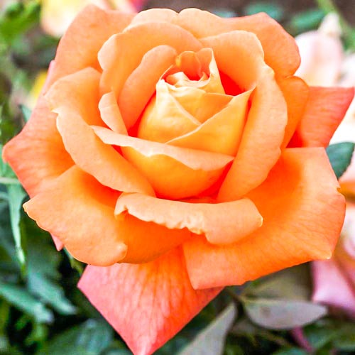 Trandafir teahibrid Cherry Brandy imagine 1 articol 2141