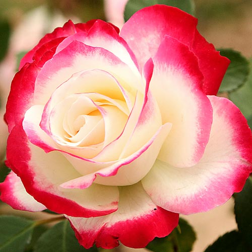 Trandafir teahibrid Desse imagine 1 articol 9912