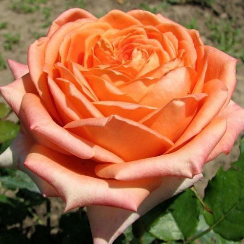 Trandafir teahibrid Eldorado imagine 1 articol 2146