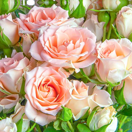 Trandafir teahibrid Grazia imagine 1 articol 5524