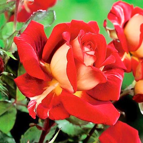 Trandafir teahibrid Kronenburg, root ball imagine 1 articol 6233