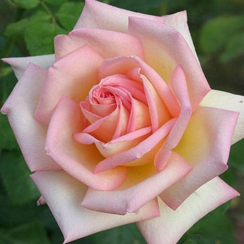 Trandafir teahibrid Lady imagine 1 articol 4666