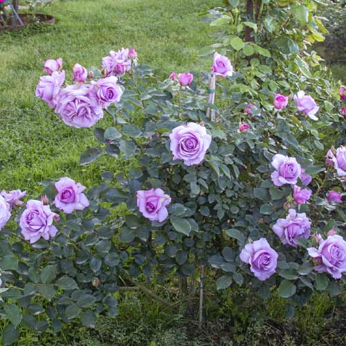 Trandafir floribunda Love Song®, C5 imagine 3 articol 5545
