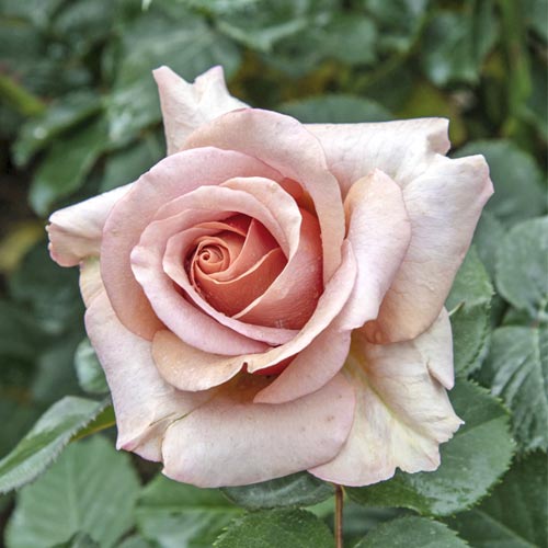 Trandafir teahibrid Mokarosa®, C5 imagine 1 articol 5535