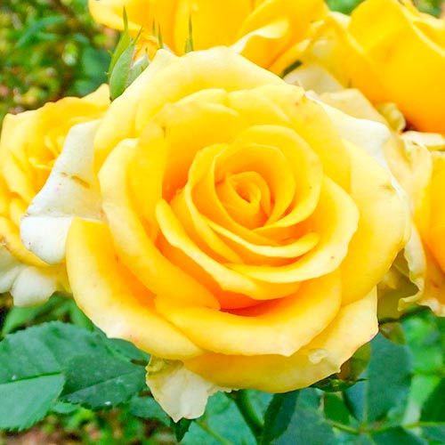 Trandafir teahibrid Old Gold imagine 1 articol 3666