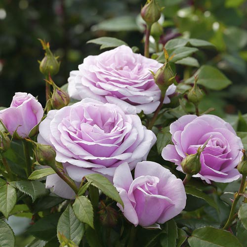 Trandafir teahibrid Pacific Blue®, C5 imagine 3 articol 6161