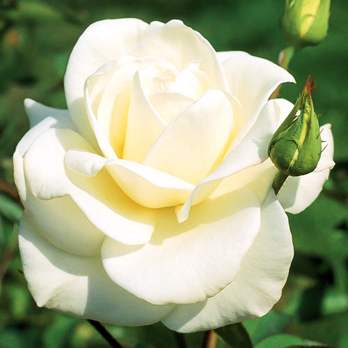 Trandafir teahibrid Pascali imagine 1 articol 2130