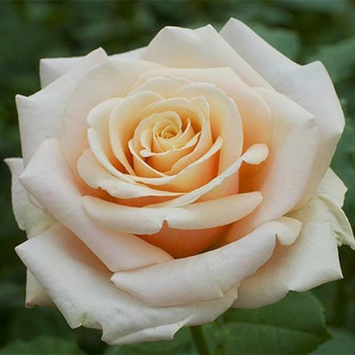 Trandafir teahibrid Paul Richard imagine 1 articol 3668