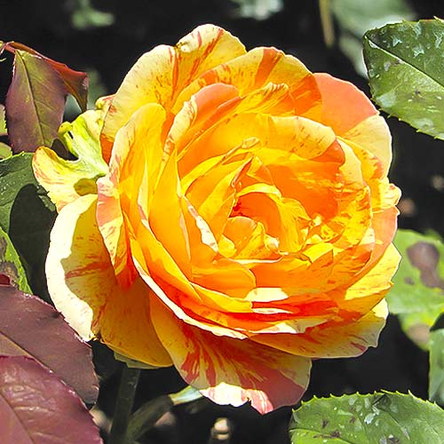 Trandafir teahibrid Rainbow Niagara imagine 1 articol 6242