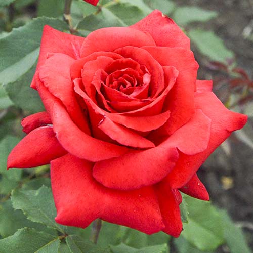 Trandafir teahibrid Red Berlin imagine 1 articol 6243