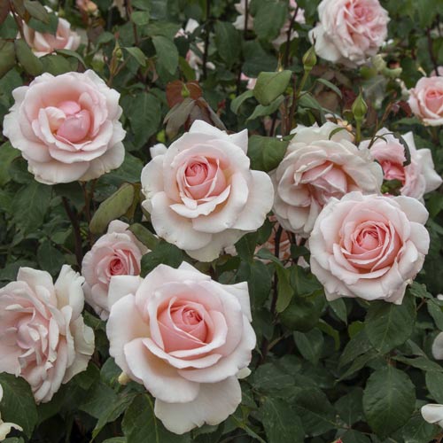 Trandafir teahibrid Roberto Cappucci®, C5 imagine 3 articol 5551