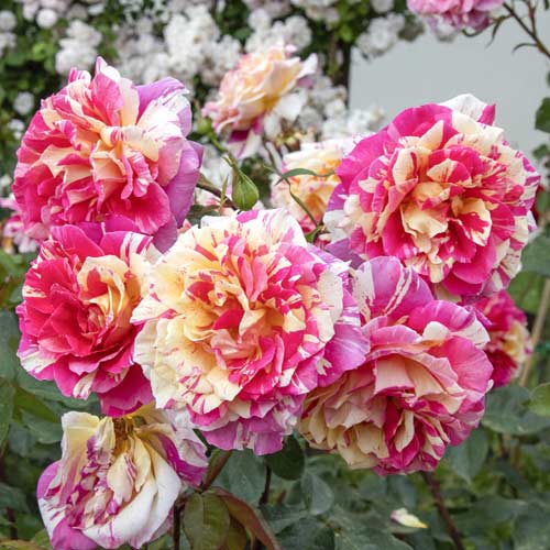 Trandafir teahibrid Rosita Missoni®, C5 imagine 2 articol 6163