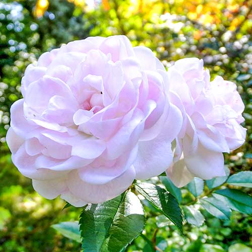 Trandafir teahibrid Sea Foam imagine 1 articol 3684