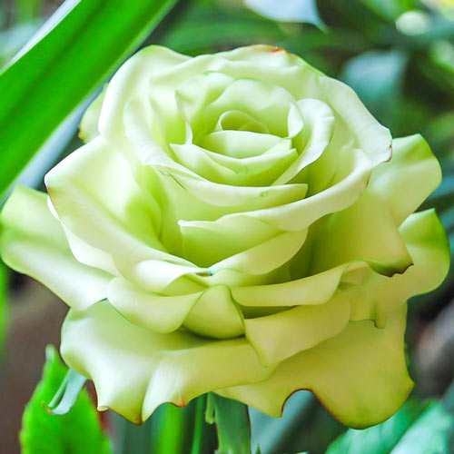 Trandafir teahibrid Super Green imagine 1 articol 2138