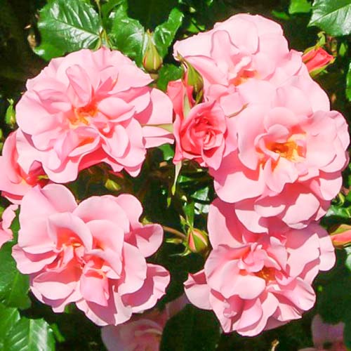 Trandafir floribunda Sweet Lullaby imagine 1 articol 3672