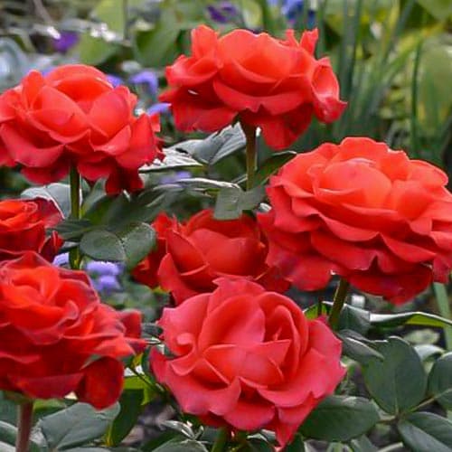 Trandafir teahibrid Torro imagine 1 articol 4657