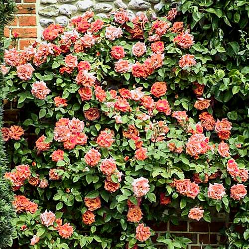 Trandafir urcător Aloha imagine 1 articol 2149