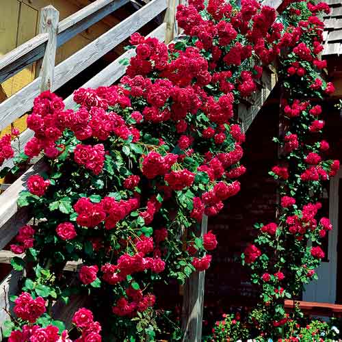 Trandafir urcător Bordo imagine 1 articol 5893