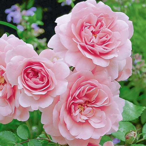 Trandafir urcător Climbing Bonica imagine 1 articol 4565