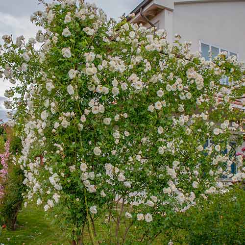 Trandafir urcător Climbing Iceberg® imagine 1 articol 5491