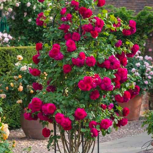 Trandafir urcător Dark Pink imagine 1 articol 5895