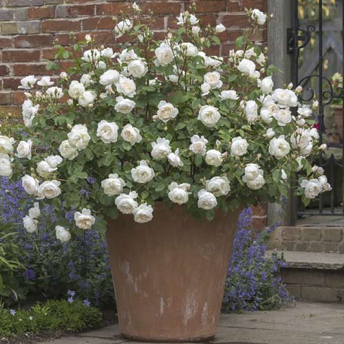 Trandafir englezesc Desdemona®, C5 imagine 2 articol 5500