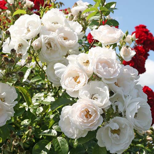 Trandafir urcător Hella imagine 1 articol 4568