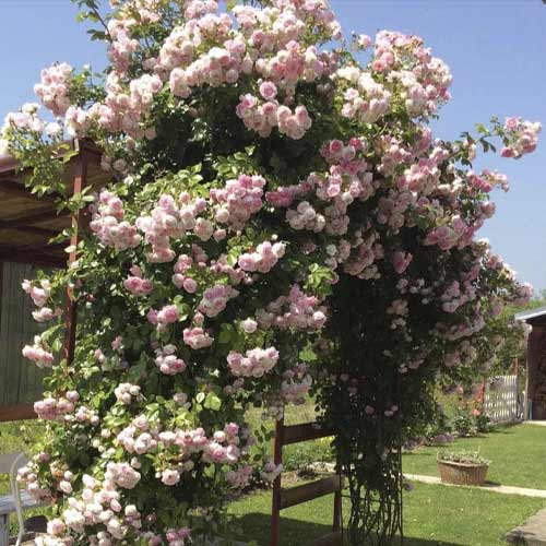 Trandafir urcător Jasmina ®, С5 imagine 1 articol 6180